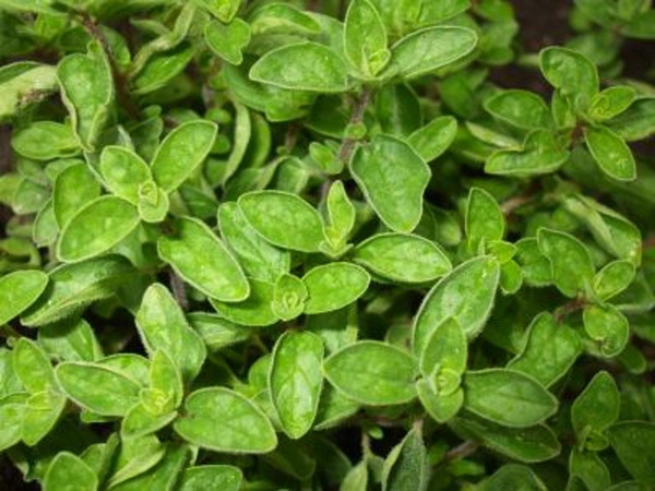 Produktfoto zu Oregano HBH
