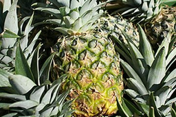 Produktfoto zu Ananas