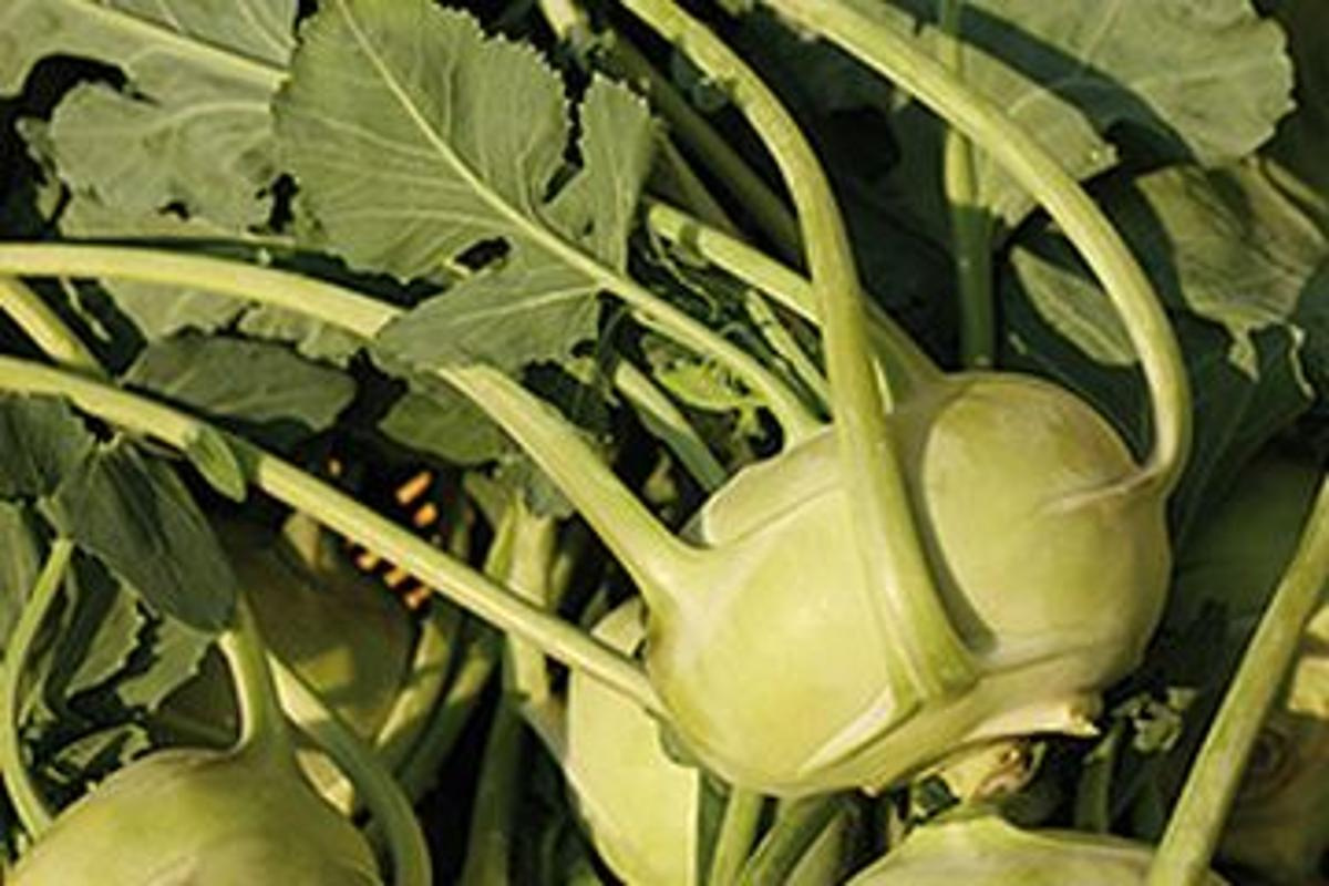 Kohlrabi