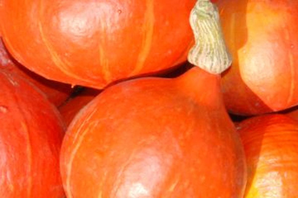 Produktfoto zu Kürbis Hokkaido HBH