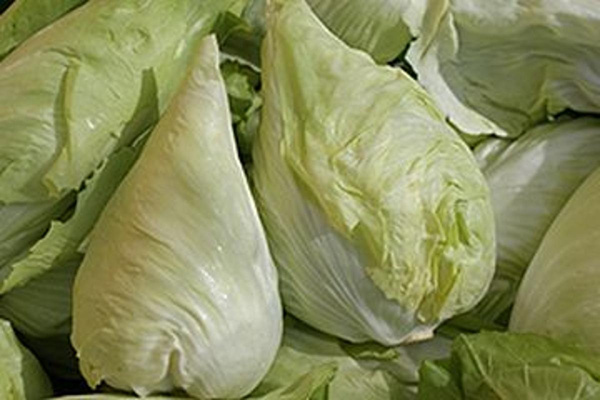 Produktfoto zu Zuckerhutsalat HBH