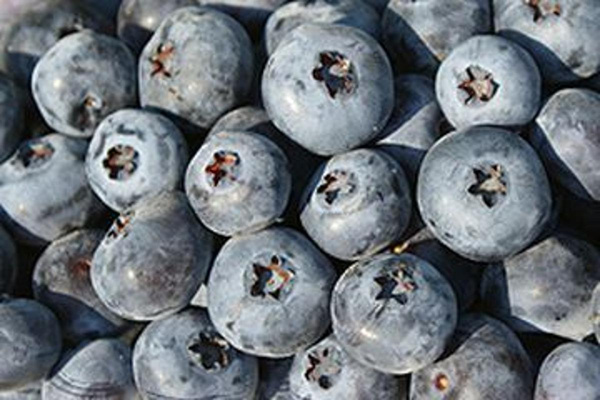 Produktfoto zu Heidelbeeren 250g Schale