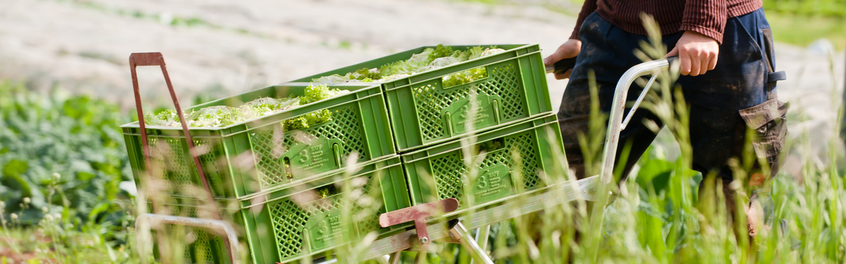 KI generiert: Das Bild zeigt eine Chioggia-Rote Bete, auch bekannt als Ringelbete, die in der Mitte durchgeschnitten wurde, wodurch das attraktive kreisförmige Muster in Rosa und Weiß sichtbar wird. Sie liegt auf einem Holztisch.