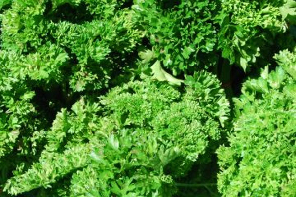 Produktfoto zu Petersilie