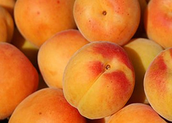 Produktfoto zu Aprikosen