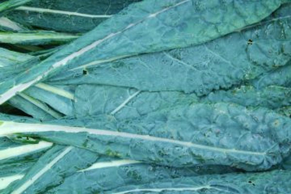 Produktfoto zu Palmkohl HBH