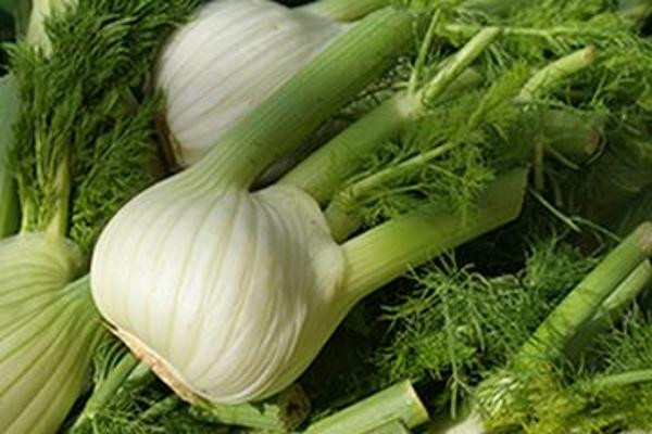 Produktfoto zu Fenchel