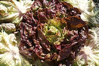 Produktfoto zu Kopfsalat rot