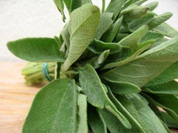 Produktfoto zu Salbei HBH