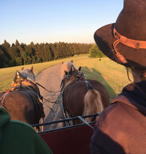 KI generiert: Das Bild zeigt eine Person mit Hut, die auf einem Pferdewagen sitzt und auf einem Weg durch eine grüne Wiesenlandschaft fährt. Vor ihr sind zwei Pferde angespannt, und im Hintergrund ist ein Wald zu sehen.