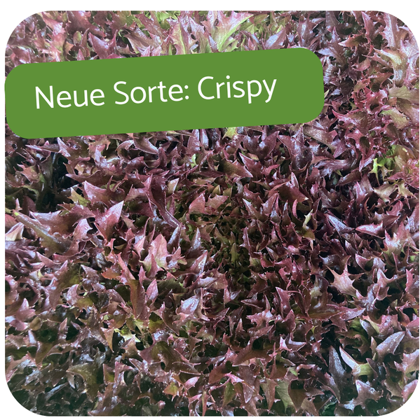 KI generiert: Roter Salat mit Text: "Neue Sorte: Crispy".