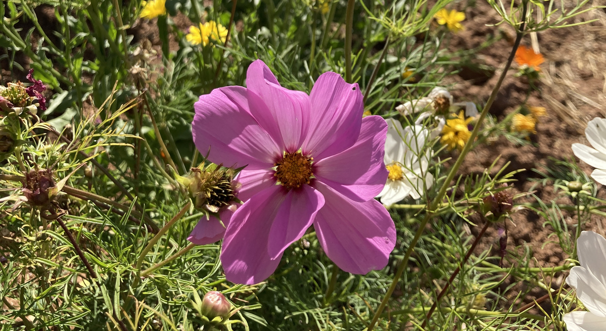 KI generiert: Lila Blume im Sonnenlicht, umgeben von grünen Stängeln und anderen Blüten im Garten.
