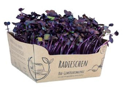 Produktfoto zu Microgreens Radieschen