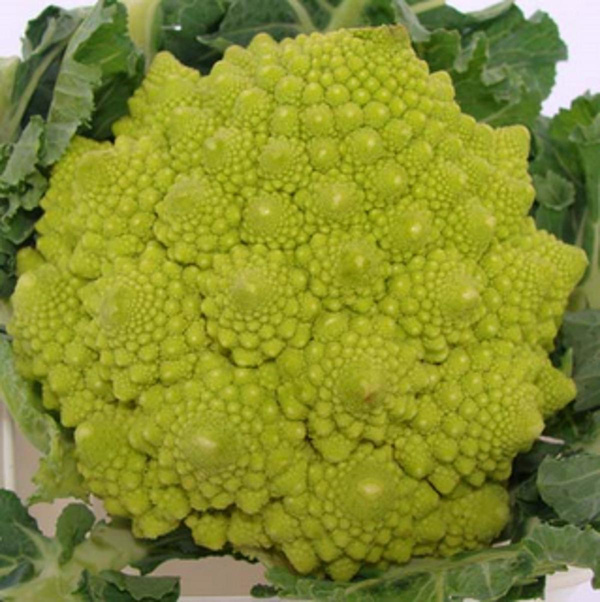 Produktfoto zu Romanesco