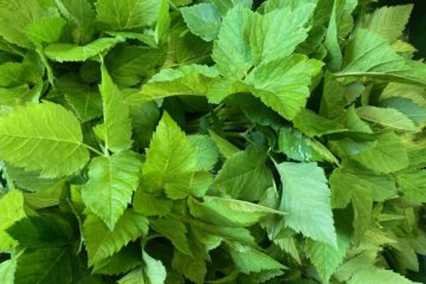 Produktfoto zu Giersch HBH