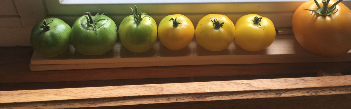 KI generiert: Das Bild zeigt eine Reihe von Tomaten in unterschiedlichen Reifegraden auf einer Fensterbank. Die Tomaten variieren von grün bis gelb und sind der Sonne ausgesetzt.