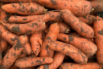 Produktfoto zu Möhren, ungewaschen