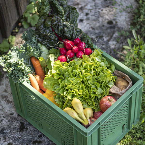 KI generiert: Das Bild zeigt eine Kiste voller frischem Gemüse und Obst, darunter Salat, Radieschen, Möhren, Paprika und Äpfel. Die Kiste steht draußen auf einem betonierten Untergrund.