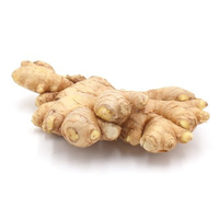 KI generiert: Frischer Ingwer auf weißem Hintergrund.