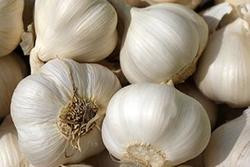 Produktfoto zu Knoblauch