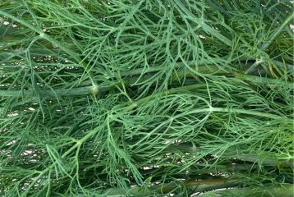 Produktfoto zu Dill