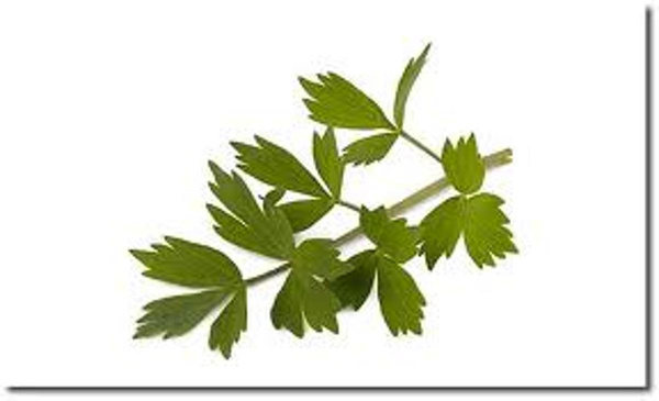 Produktfoto zu Liebstöckel HBH