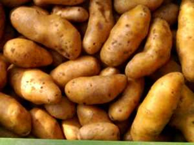 Produktfoto zu Kartoffel fk Goldmarie HBH