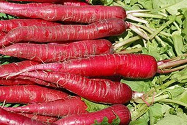 Produktfoto zu Rettich rot im Bund