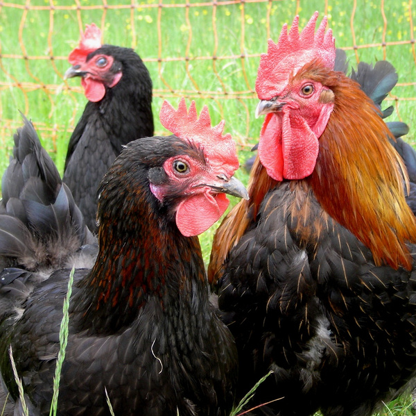 KI generiert: Drei Hühner im Gras vor einem Zaun.
