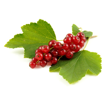 KI generiert: Rote Johannisbeeren mit grünen Blättern auf weißem Hintergrund. Kein Text vorhanden.