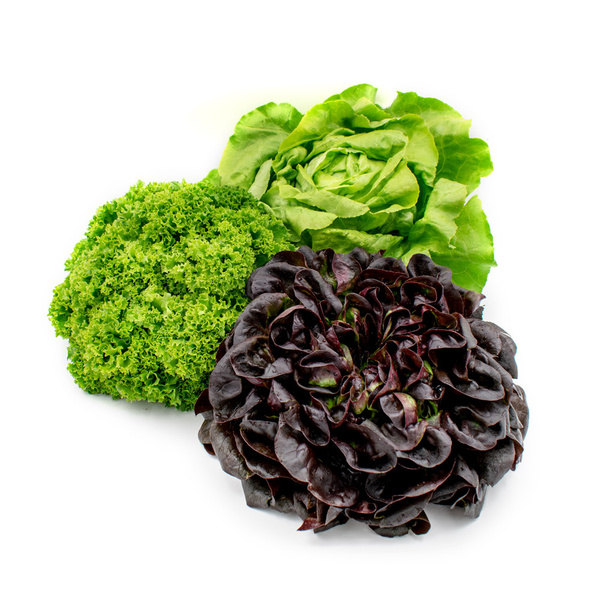 KI generiert: Drei verschiedene Salatköpfe: lockiger grüner Salat, Butterkopf und ein dunkler, rötlicher Salat. Kein Text enthalten.