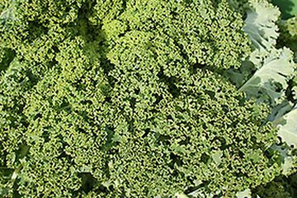 Produktfoto zu Grünkohl