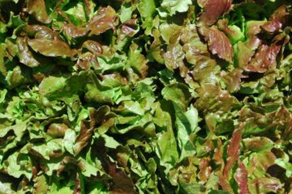 Produktfoto zu Bataviasalat rot HBH