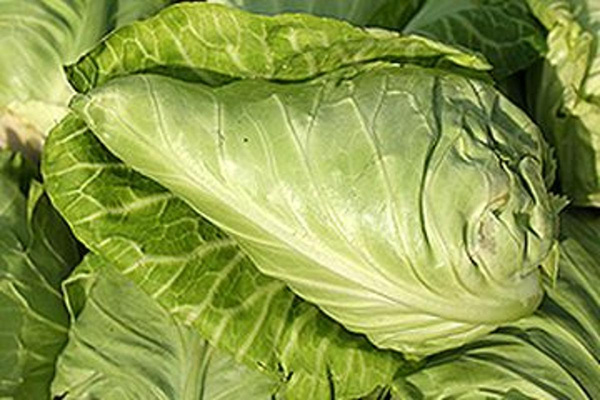 Produktfoto zu Spitzkohl HBH, ca 2-4 kg, wird eingewogen