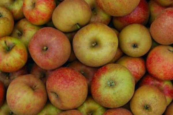 Produktfoto zu Apfel, Boskoop