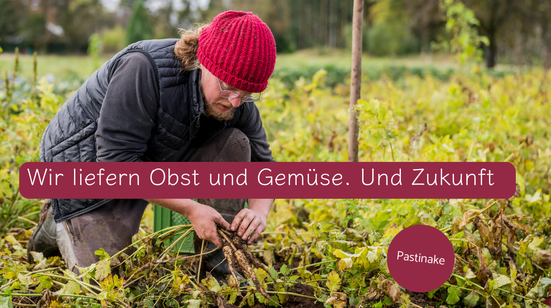 KI generiert: Ein Mann erntet Pastinaken im Feld. Text: "Wir liefern Obst und Gemüse. Und Zukunft. Pastinake".