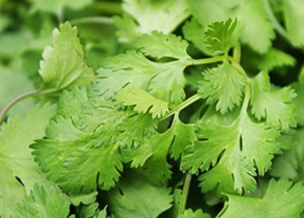 Produktfoto zu Koriander HBH