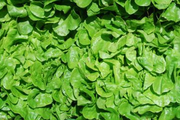 Produktfoto zu Eichblattsalat grün