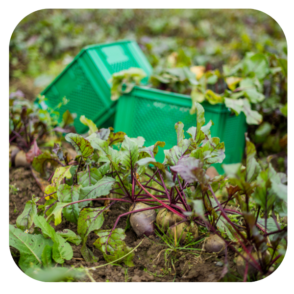 KI generiert: Rote Beete wächst im Boden, daneben stehen grüne Kunststoffkisten auf dem Feld.
