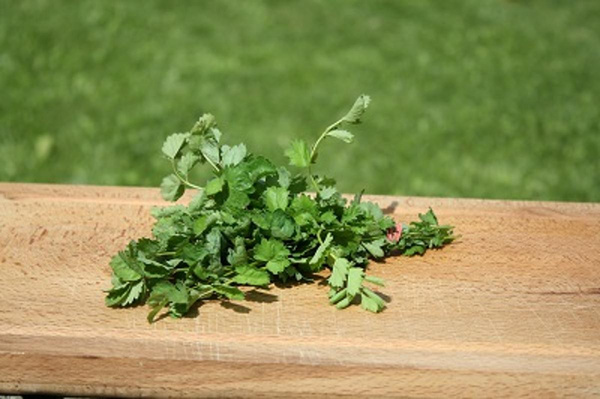 Produktfoto zu Pimpinelle HBH