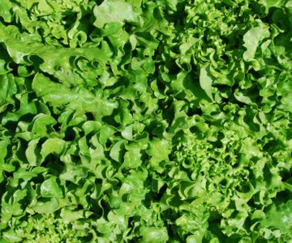 Produktfoto zu Bataviasalat grün HBH