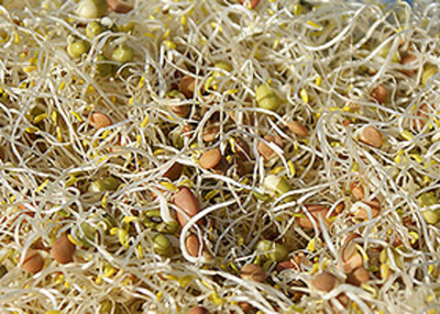 Produktfoto zu Sprossen - Mischung