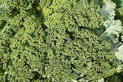 Produktfoto zu Grünkohl HBH