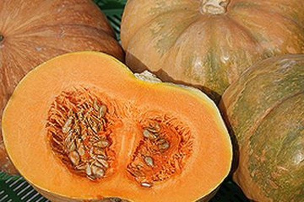 Produktfoto zu Kürbis Muskat HBH