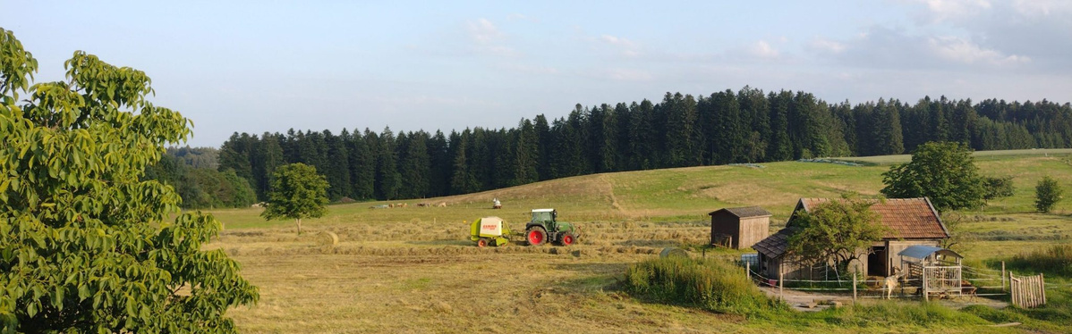 KI generiert: Das Bild zeigt eine weite, grüne Wiese unter einem strahlend blauen Himmel mit einigen verstreuten Gebäuden und Bäumen im Hintergrund. Der Hauptinhalt des Bildes ist die ruhige, ländliche Landschaft.