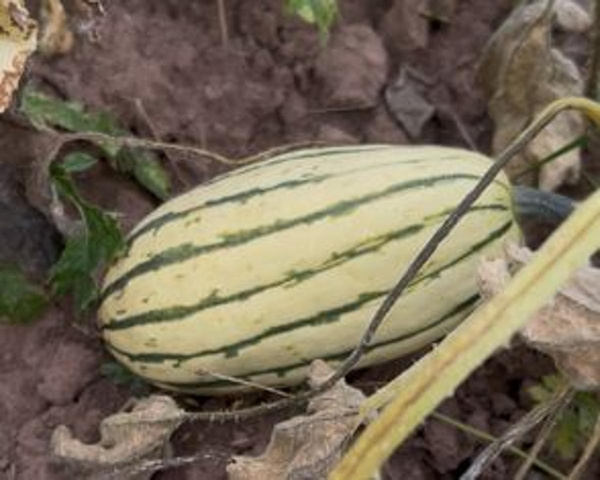 Produktfoto zu Kürbis Bush Delicata HBH,sf