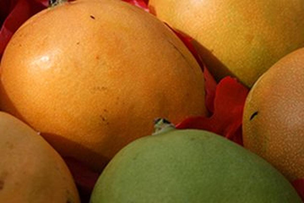 Produktfoto zu Mango