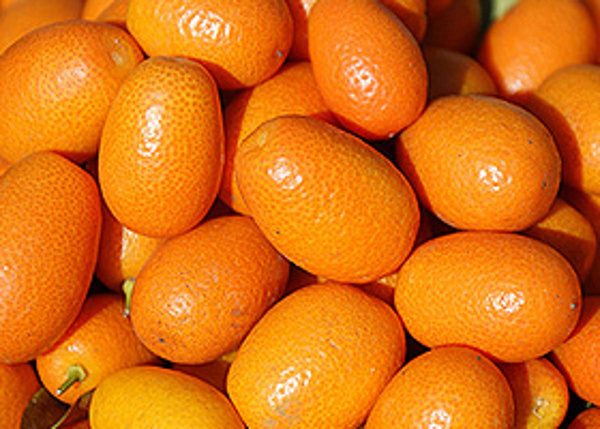 Produktfoto zu Kumquat