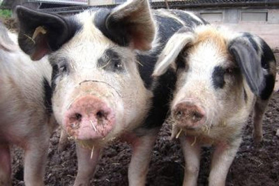 Produktfoto zu Schweinebraten 1 kg