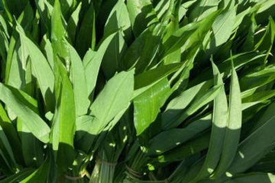 Produktfoto zu Bärlauch